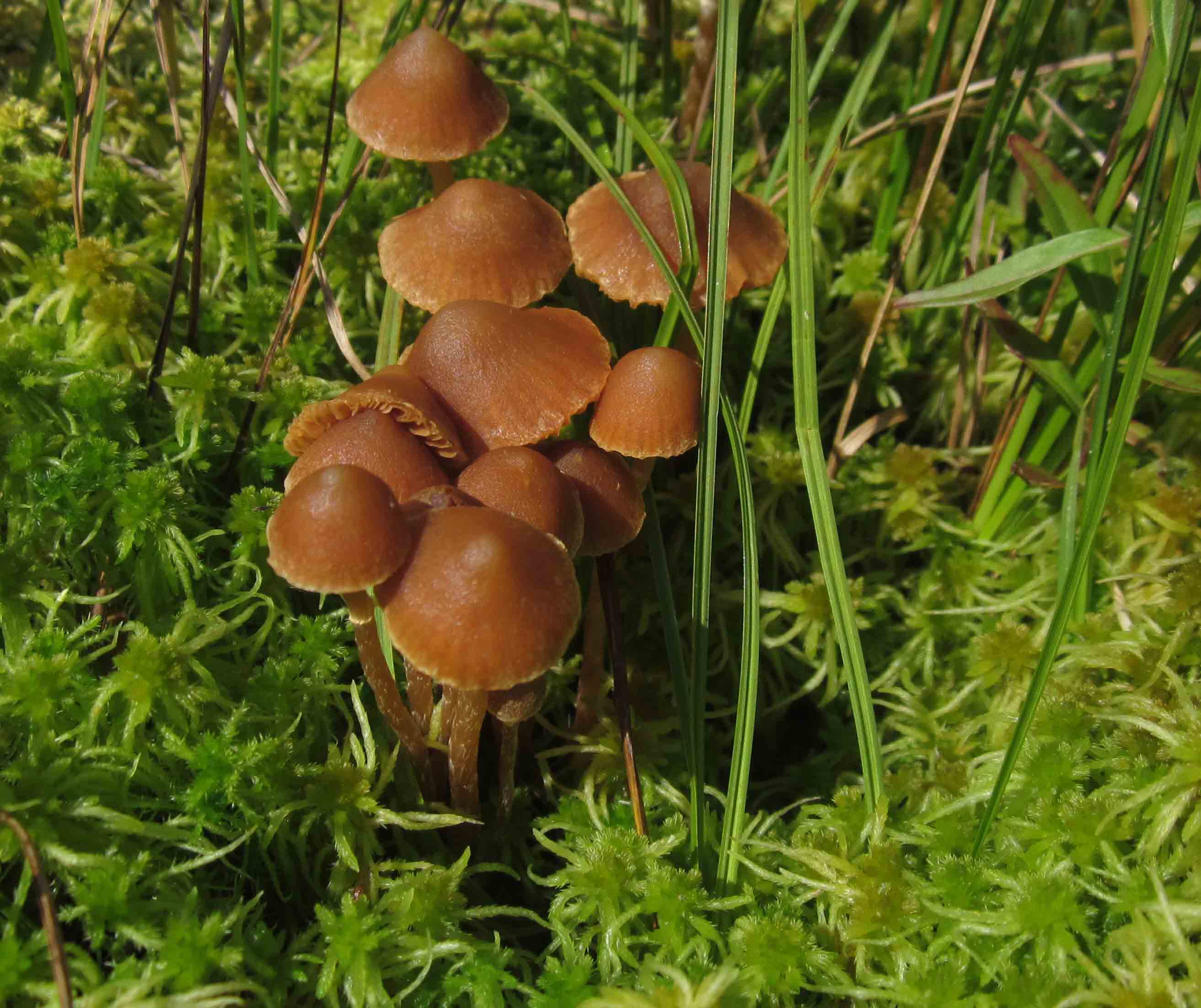 Torbiera funghi caratteristici